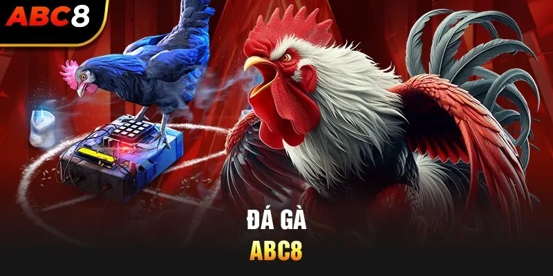 Đá Gà ABC8